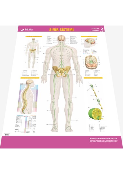 Sinir Sistemi 70 x 100 cm