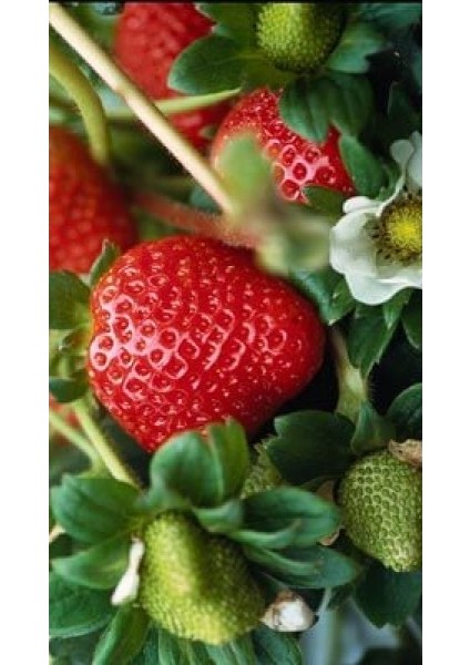 Çilek-Fragaria