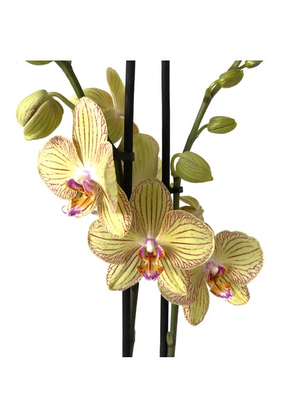 - Phalaenopsis 'Torino' - Çift Dal Orkide