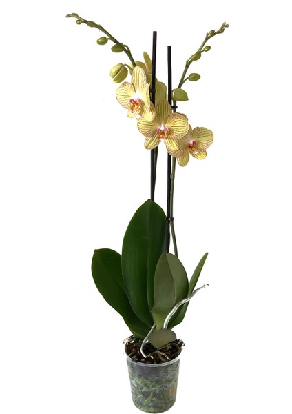 - Phalaenopsis 'Torino' - Çift Dal Orkide