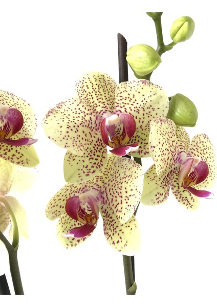 - Phalaenopsis 'Pulsation' - Çift Dal Orkide