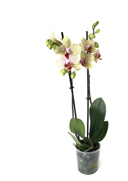 - Phalaenopsis 'Pulsation' - Çift Dal Orkide