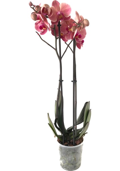 - Phalaenopsis 'Asian Coral' - Çift Dal Orkide fiyatları