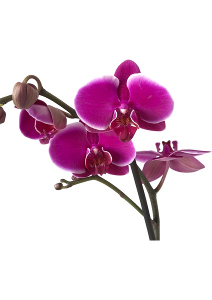 - Phalaenopsis 'Pretoria' (Fuşya Orkide)