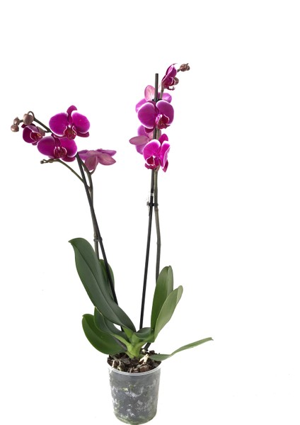 - Phalaenopsis 'Pretoria' (Fuşya Orkide) fiyatları