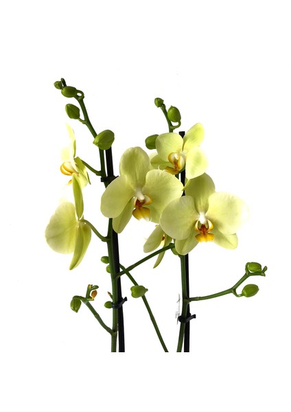 - Phalaenopsis 'Alassio' (Sarı Orkide)