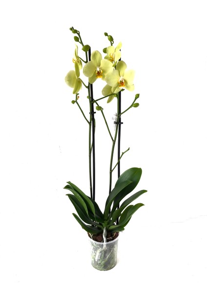 - Phalaenopsis 'Alassio' (Sarı Orkide) fiyatları