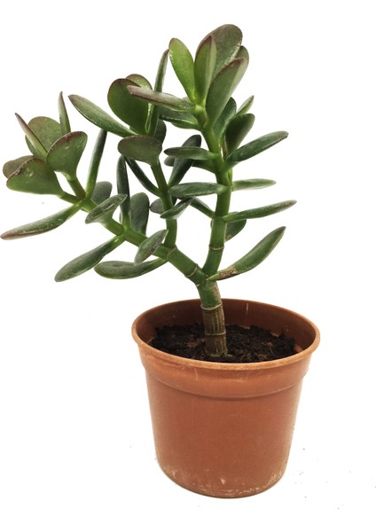 Crassula Ovata Para Ağacı Büyük Boy