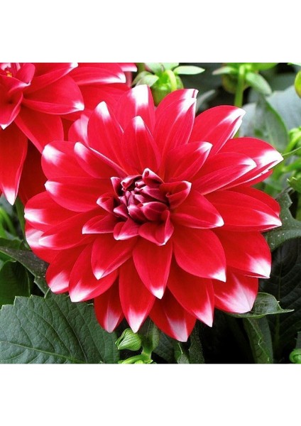 Dev Çiçekli Dahlia Yıldız Çiçeği Soğanı Yumrusu