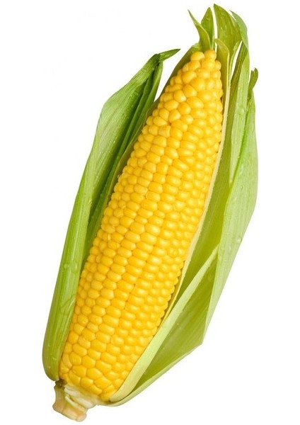 Süt Mısır Tohumu