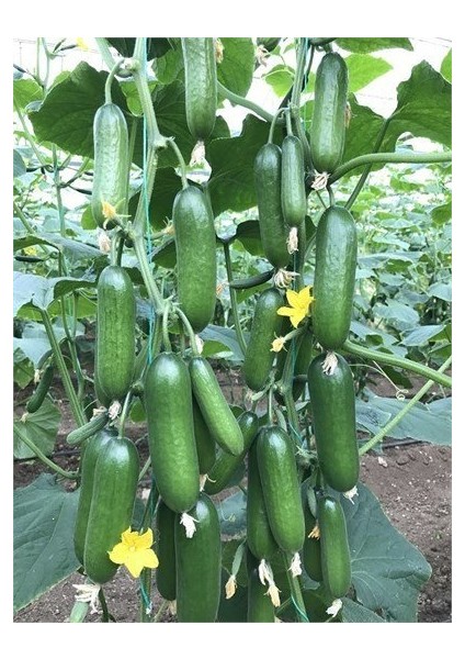 Köy Salatalığı Tohumu 50'li