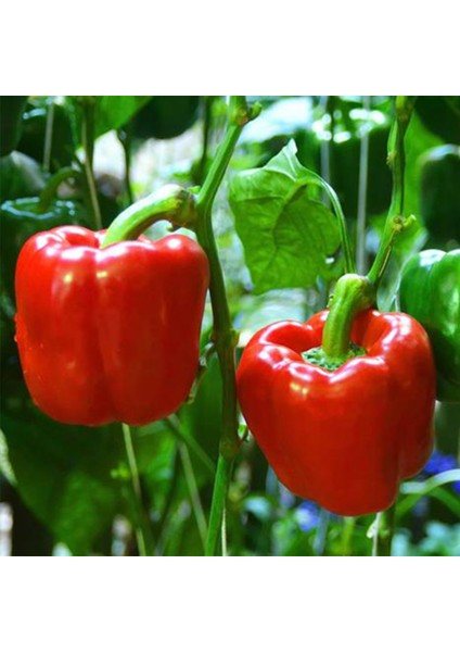 Murat Tohum Süper Paket Acı Kırmızı Dolmalık Biber Tohumu 250 Adet Tohum fiyatları