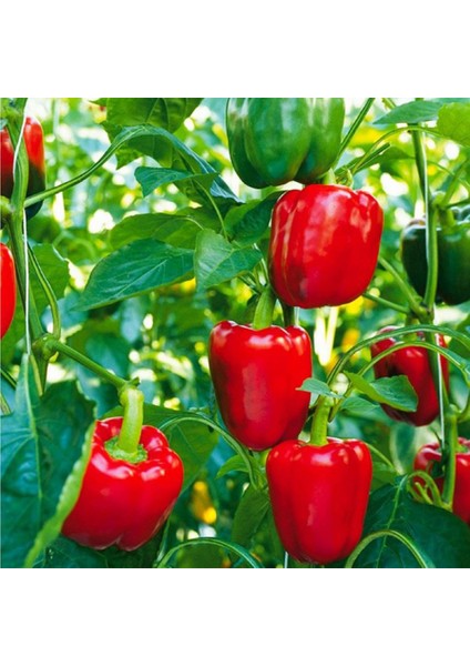 Murat Tohum Süper Paket Acı Kırmızı Dolmalık Biber Tohumu 250 Adet Tohum modelleri