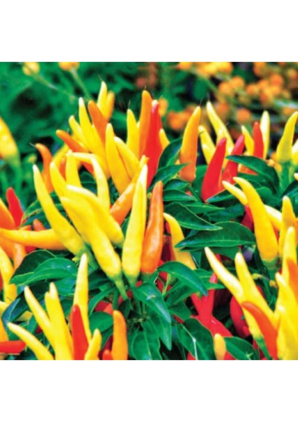 Murat Tohum Süper Paket Turşuluk Sarı Süs Biberi Tohumu Sarı Süs Biberi Tohumu 400 Adet Tohum fiyatları