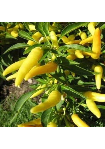 Murat Tohum Süper Paket Turşuluk Sarı Süs Biberi Tohumu Sarı Süs Biberi Tohumu 400 Adet Tohum modelleri