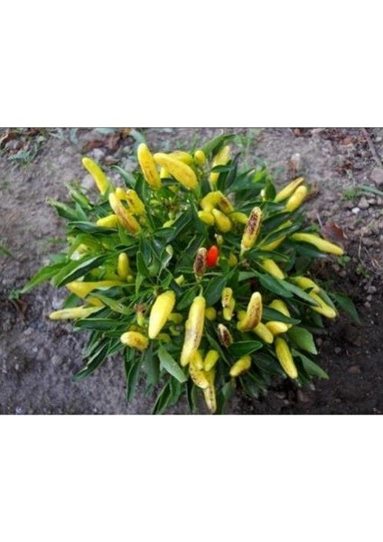 Murat Tohum Süper Paket Turşuluk Sarı Süs Biberi Tohumu Sarı Süs Biberi Tohumu 400 Adet Tohum fırsatları