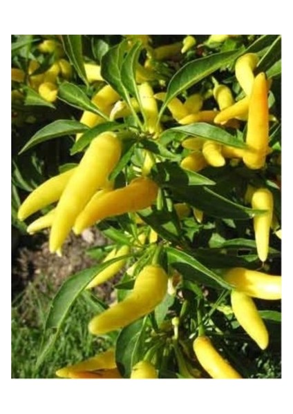 Murat Tohum Süper Paket Turşuluk Sarı Süs Biberi Tohumu Sarı Süs Biberi Tohumu 400 Adet Tohum indirimleri