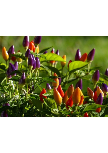 Murat Tohum Süper Paket Yediveren Biber Tohumu Acı Yediveren Süs Biberi Tohumu 400 Adet Tohum