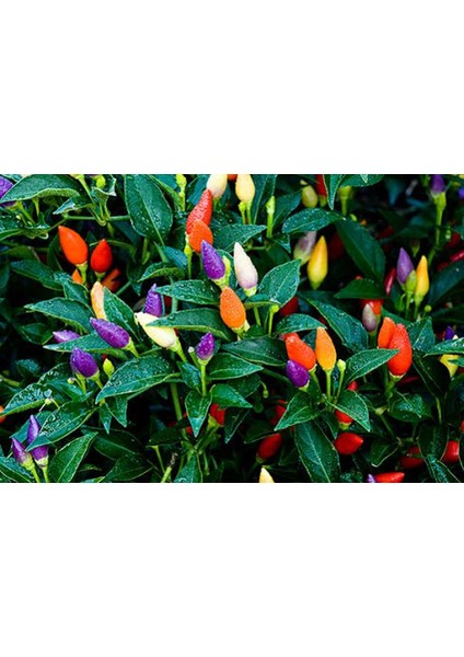 Murat Tohum Süper Paket Yediveren Biber Tohumu Acı Yediveren Süs Biberi Tohumu 400 Adet Tohum fiyatları