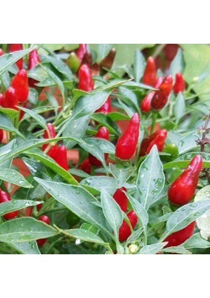 Murat Tohum Süper Paket Yediveren Biber Tohumu Acı Yediveren Süs Biberi Tohumu 400 Adet Tohum modelleri