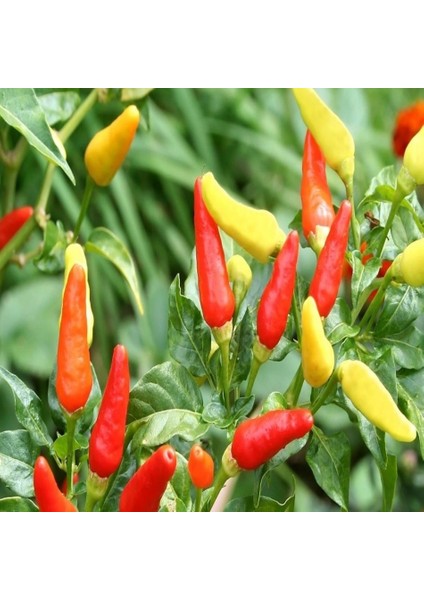 Murat Tohum Süper Paket Yediveren Biber Tohumu Acı Yediveren Süs Biberi Tohumu 400 Adet Tohum fırsatları