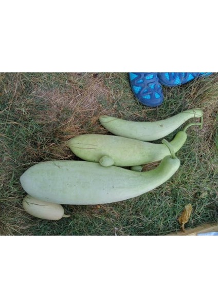 Murat Tohum Haylan Kabağı Tohumu Heyelan Kabağı Tohumu 3 Adet Tohum + .ekim Seti +Saksı+Toprak