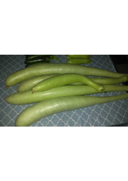 Murat Tohum Haylan Kabağı Tohumu Heyelan Kabağı Tohumu 3 Adet Tohum + .ekim Seti +Saksı+Toprak fiyatları