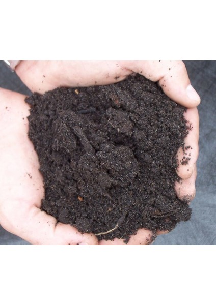 Murat Tohum Haylan Kabağı Tohumu Heyelan Kabağı Tohumu 3 Adet Tohum + .ekim Seti +Saksı+Toprak fırsatları