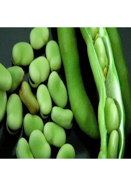 Murat Tohum Süper Paket Yerli Sakız Bakla Tohumu 150 Adet Dev Tohum