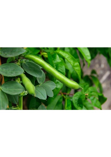 Murat Tohum Süper Paket Yerli Sakız Bakla Tohumu 150 Adet Dev Tohum modelleri