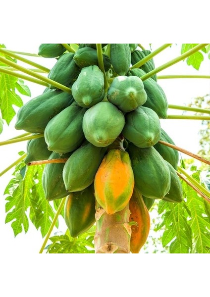 Murat Tohum Eko Paket Papaya Ağacı Tohumu Ithal Tropikal Papaya Ağacı Tohumu 15 Adet Tohum modelleri