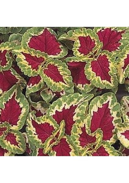 Coleus-Wizard (Yaprak Güzeli) F1 10 Adet