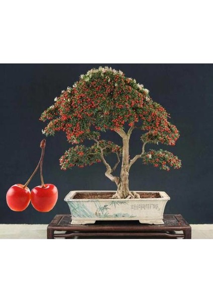 5 Adet Tohum Bodur Kiraz Ağacı Bonzai Tohumu Saksı Toprak