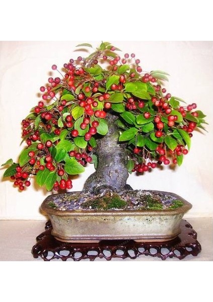 5 Adet Tohum Bodur Kiraz Ağacı Bonzai Tohumu Saksı Toprak fiyatları