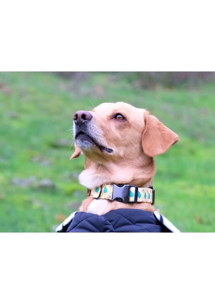 Avocado Köpek Boyun Tasması