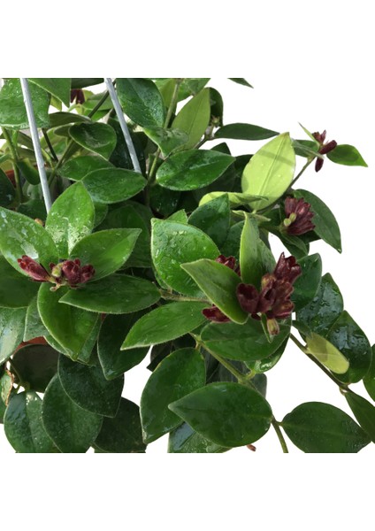 Armenbotanik Aeschynanthus - Ruj Çiçeği - 18 cm Lik Saksıda 40 cm Uzunluğunda