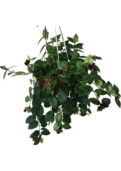 Armenbotanik Aeschynanthus - Ruj Çiçeği - 18 cm Lik Saksıda 40 cm Uzunluğunda fiyatları