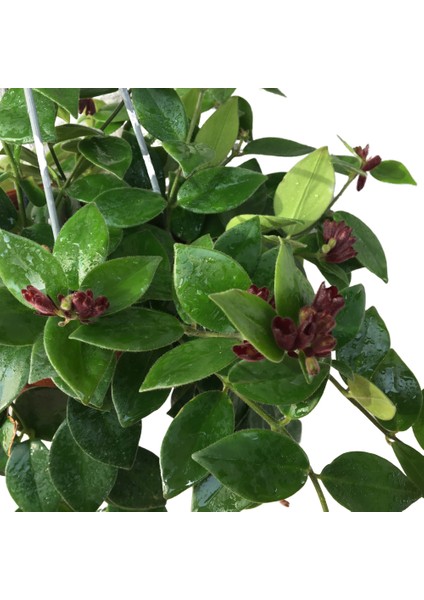 Armenbotanik Aeschynanthus - Ruj Çiçeği - 18 cm Lik Saksıda 40 cm Uzunluğunda modelleri