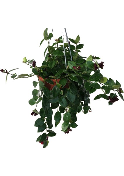 Armenbotanik Aeschynanthus - Ruj Çiçeği - 18 cm Lik Saksıda 40 cm Uzunluğunda fırsatları