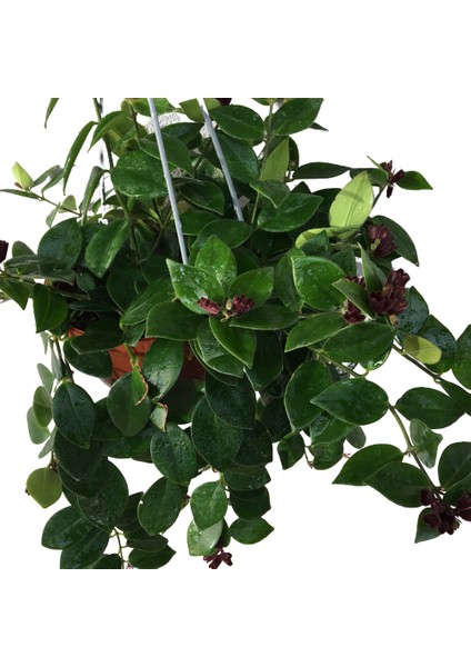 Armenbotanik Aeschynanthus - Ruj Çiçeği - 18 cm Lik Saksıda 40 cm Uzunluğunda indirimleri