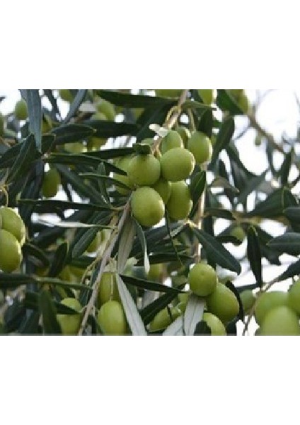 Tüplü Yarı Bodur 7-10 Kütür Gemlik Zeytin Fidanı 4-5 Yaş (50-70 Cm)