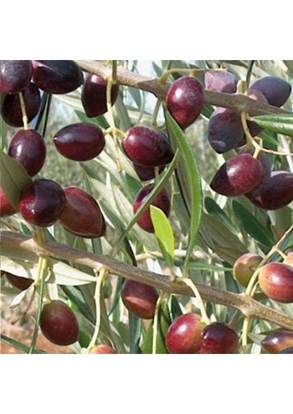 Tüplü Gemlik Zeytin Fidanı - 2 Adet 1 Yaş (Kırmalık)