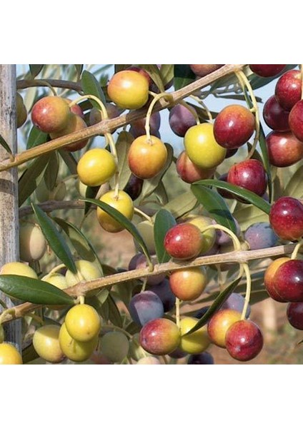 Tüplü Bodur Arbe Quine Zeytin Fidanı 4 Adet - 1 Yaş (40-60 Cm)