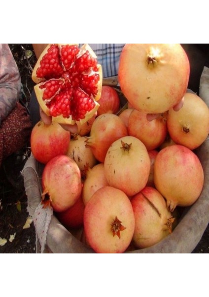 Tüplü Iri Taneli Keben Nar Fidanı