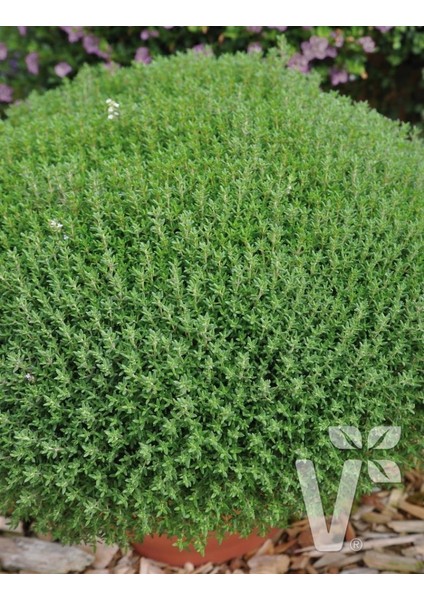 Kekik Fidanı 20 Adet