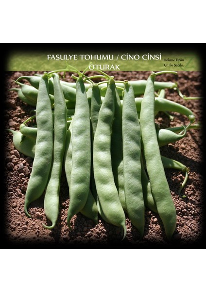 Cino Oturak Fasülye Tohumu 500 gr. (1300+ Adet) Sıla Gina Fasulye Tohumu fiyatları