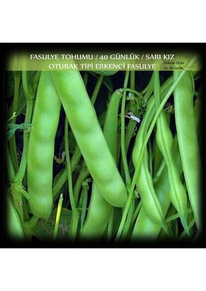 Sarı Kız 40 Günlük Fasülye Tohumu 500 gr. (1300+ Adet) Erkenci Oturak Fasulye Tohumu fiyatları