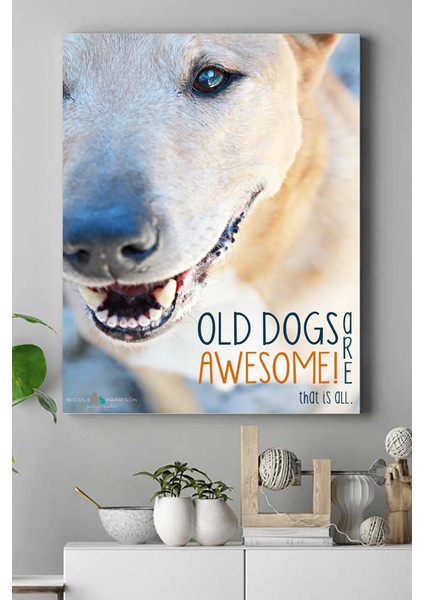 Old Dog Hayvan Kanvas Tablo 21 x 30 cm