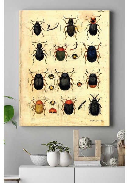 Böcek Koleksiyonu Vintage Kanvas Tablo 50 x 70 cm