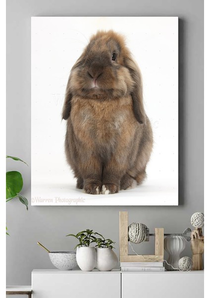 Tavşan Hayvan Kanvas Tablo 2 21 x 30 cm